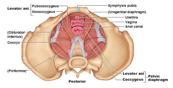 Meet Your Pelvic Floor Muscles