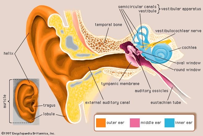 Vestibular System Definition | Brooks Rehabilitation