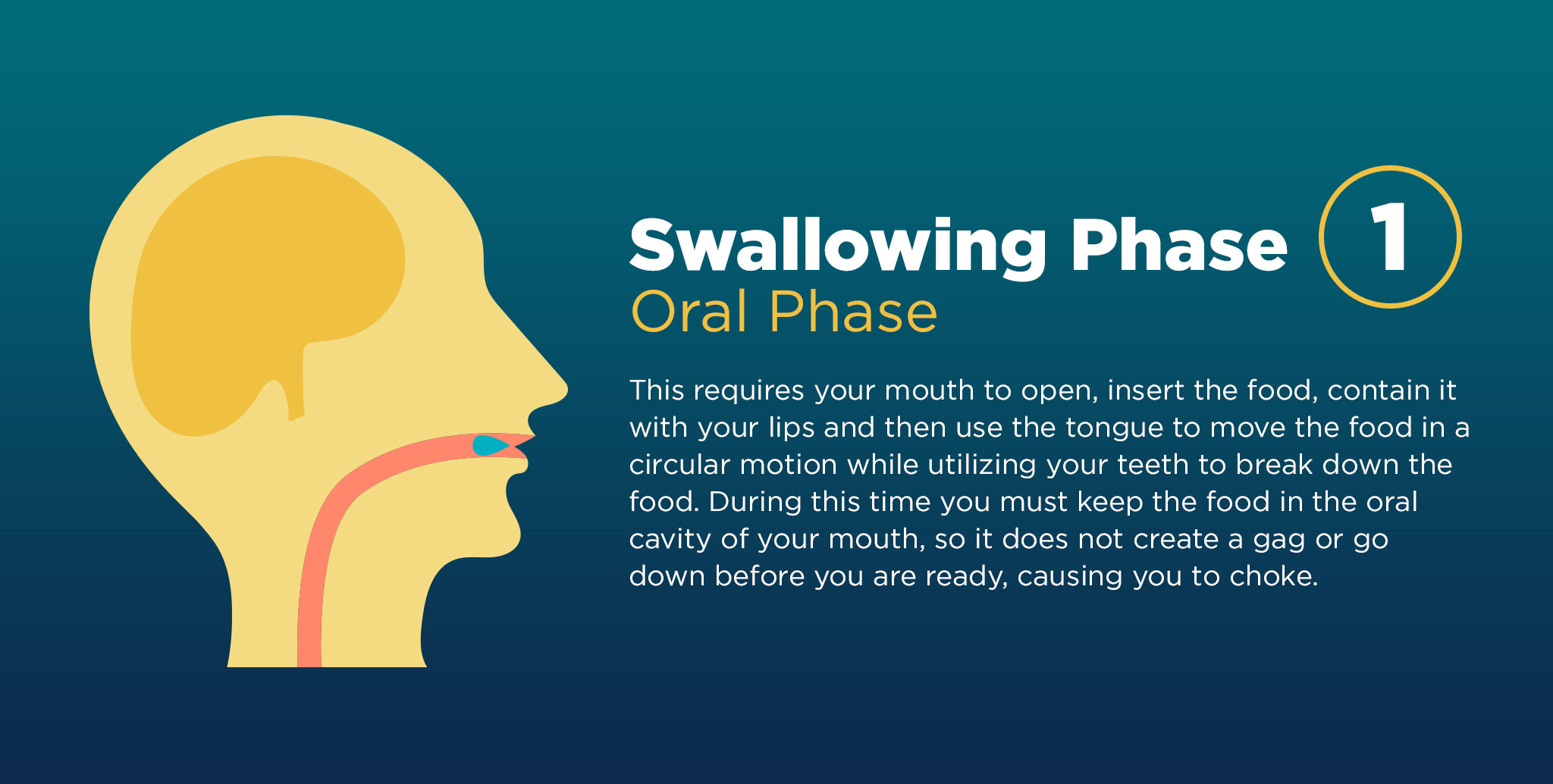 Explanation of the first phase of swallowing, known as the oral phase. 