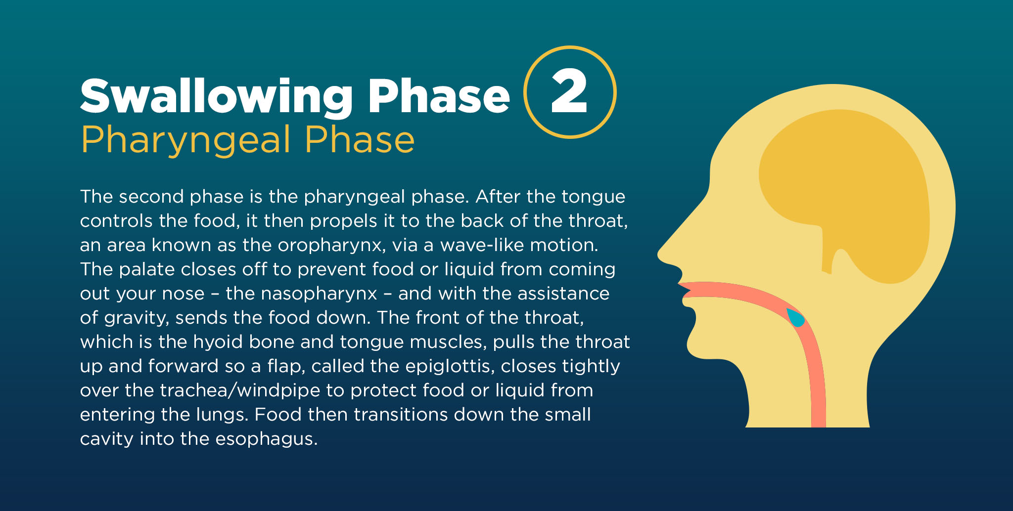 Explanation of the second phase of the swallowing process, known as the pharyngeal phase. 