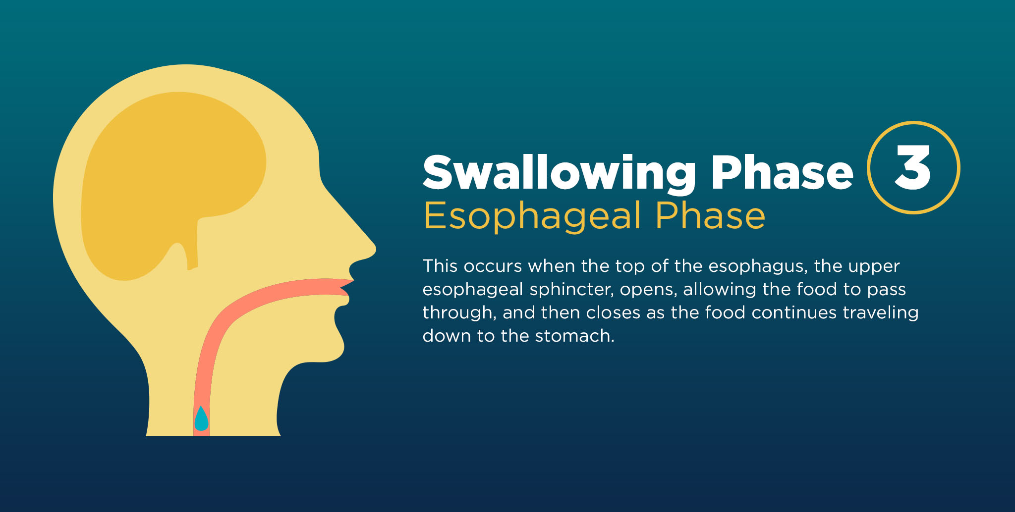 explanation of the third phase of the swallowing process, know as the esophageal phase. Dysphagia can occur at any phase. 