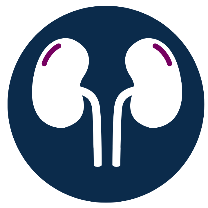 kidneys icon